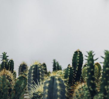 Welke cactus heb ik nodig in huis?