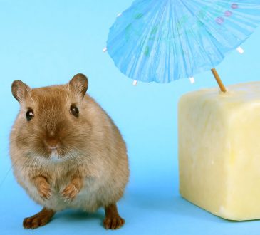 ongedierte bestrijden