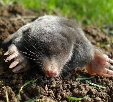 Mollen, de ergste nachtmerrie van iedere tuinliefhebber