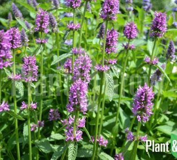 Stachys monieri 'Hummelo'