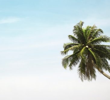 Verzorging van een palmboom