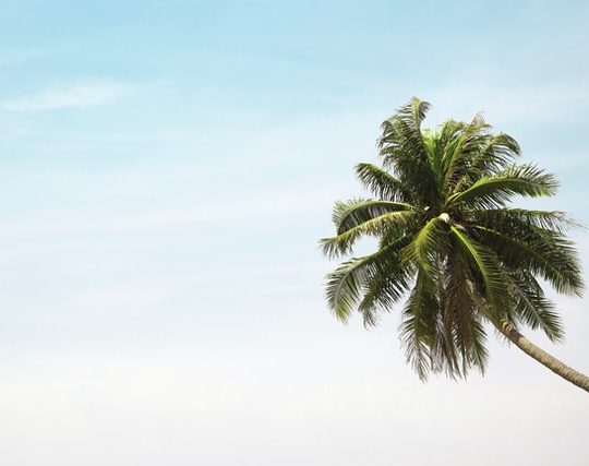 Verzorging van een palmboom