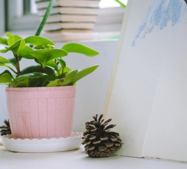 Weet jij al alles over de verzorging van een Stephania Erecta