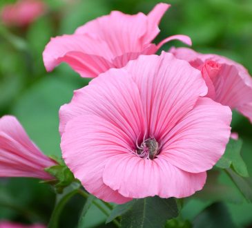 Alles wat je moet weten over een lavatera